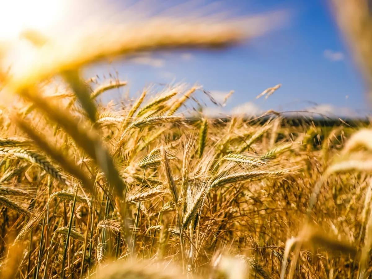 Golden wheat field in sunlight